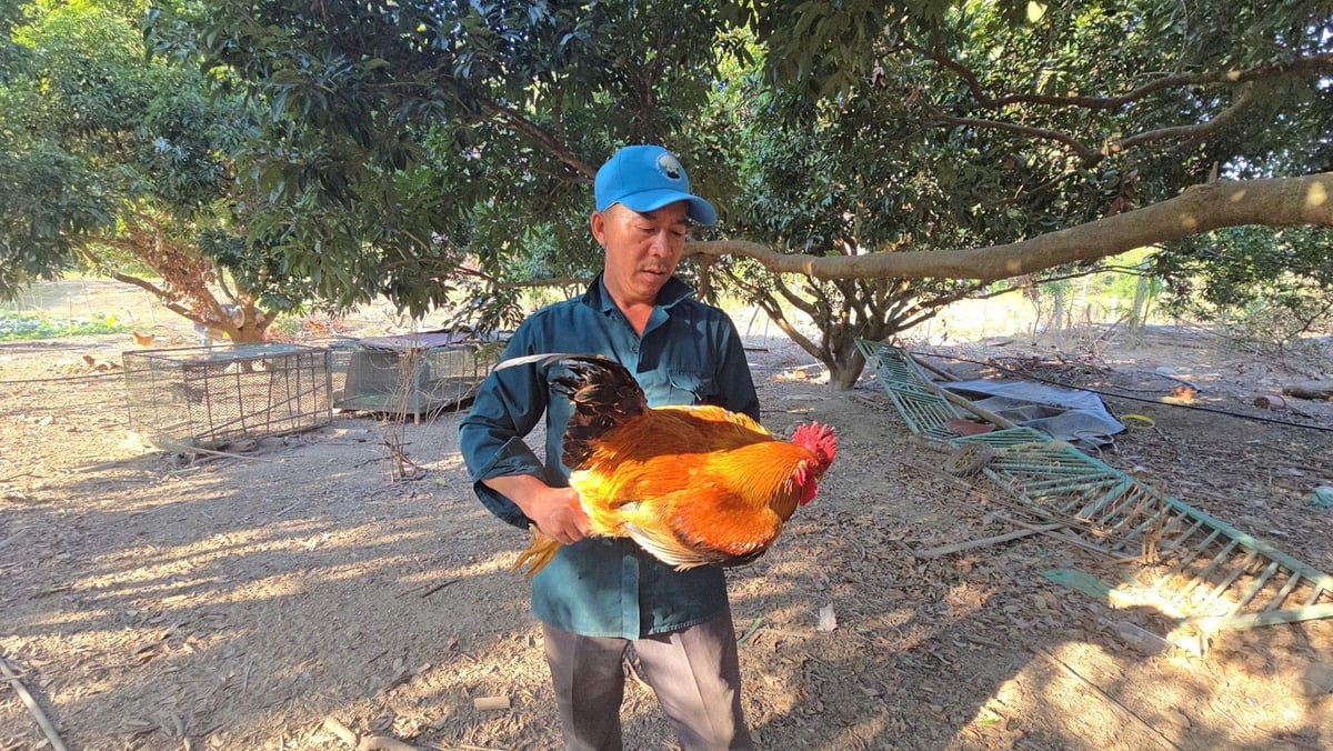 Anh Đỗ Văn Trọng chia sẻ về những đặc điểm của gà Liên Minh. Ảnh: Đinh Mười. Anh Đỗ Văn Trọng chia sẻ về những đặc điểm của gà Liên Minh. Ảnh: Đinh Mười.