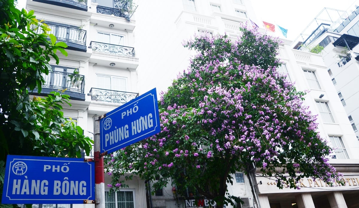 Những hàng cây bằng lăng đang đua nhau khoe sắc, nhuộm tím các con phố như: Đinh Tiên Hoàng, Hàng Gai, Hàng Bông, Trần Nhật Duật... 