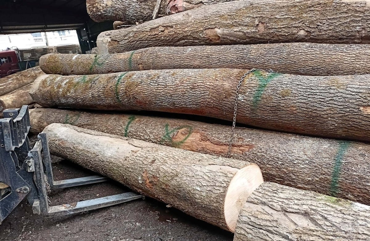 Ngành gỗ Việt Nam đang ưu tiên nhập khẩu gỗ nguyên liệu từ Hoa Kỳ. Ảnh: Sơn Trang. Ngành gỗ Việt Nam đang ưu tiên nhập khẩu gỗ nguyên liệu từ Hoa Kỳ. Ảnh: Sơn Trang.