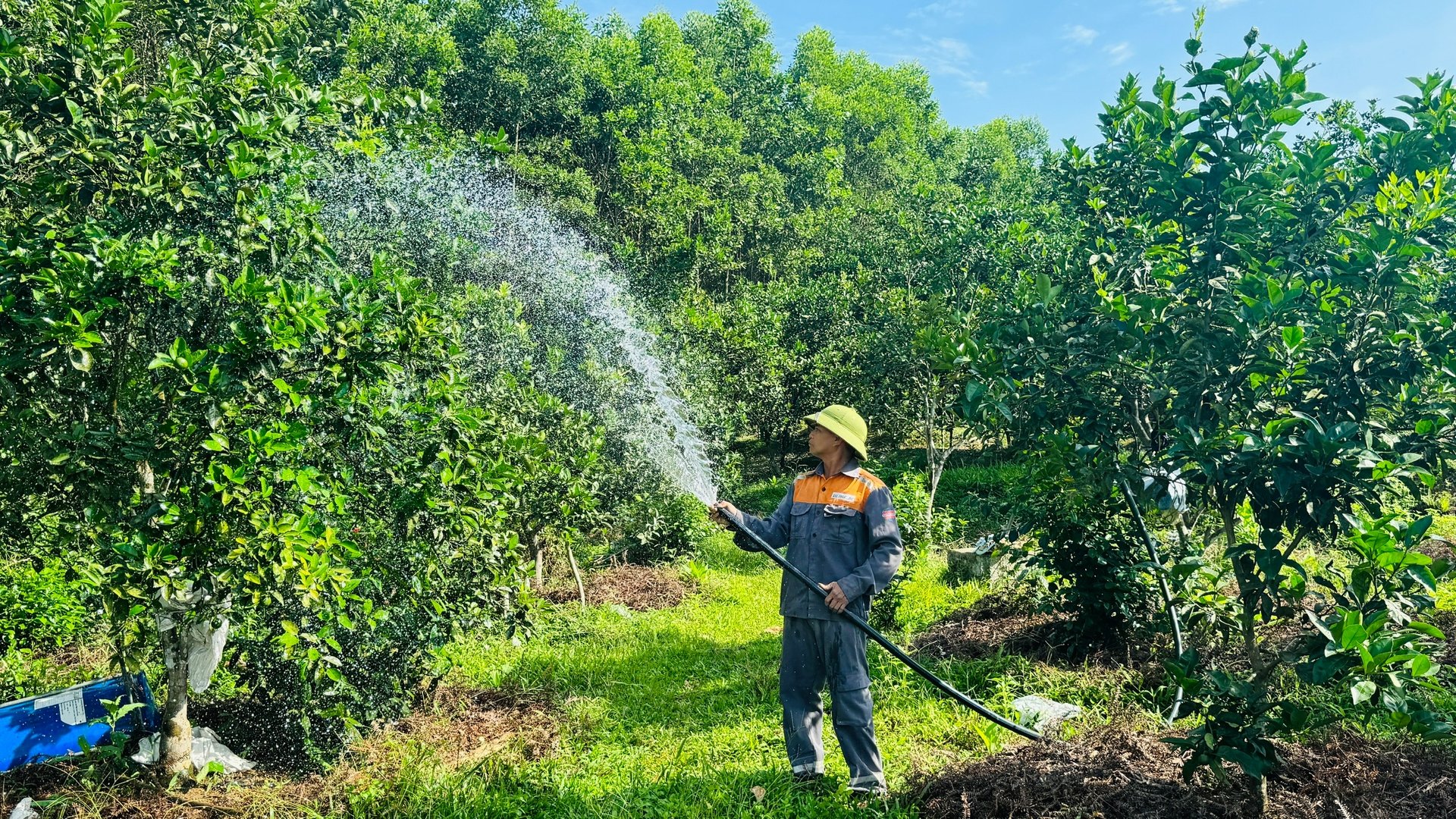 Những ngày nắng nóng gay gắt ông Phan Công Sơn (thôn Nam Phong, xã Thượng Lộc, huyện Can Lộc) phải dậy từ 5h sáng để tưới cho cam. Ảnh: Ánh Nguyệt. Những ngày nắng nóng gay gắt ông Phan Công Sơn (thôn Nam Phong, xã Thượng Lộc, huyện Can Lộc) phải dậy từ 5h sáng để tưới cho cam. Ảnh: Ánh Nguyệt.