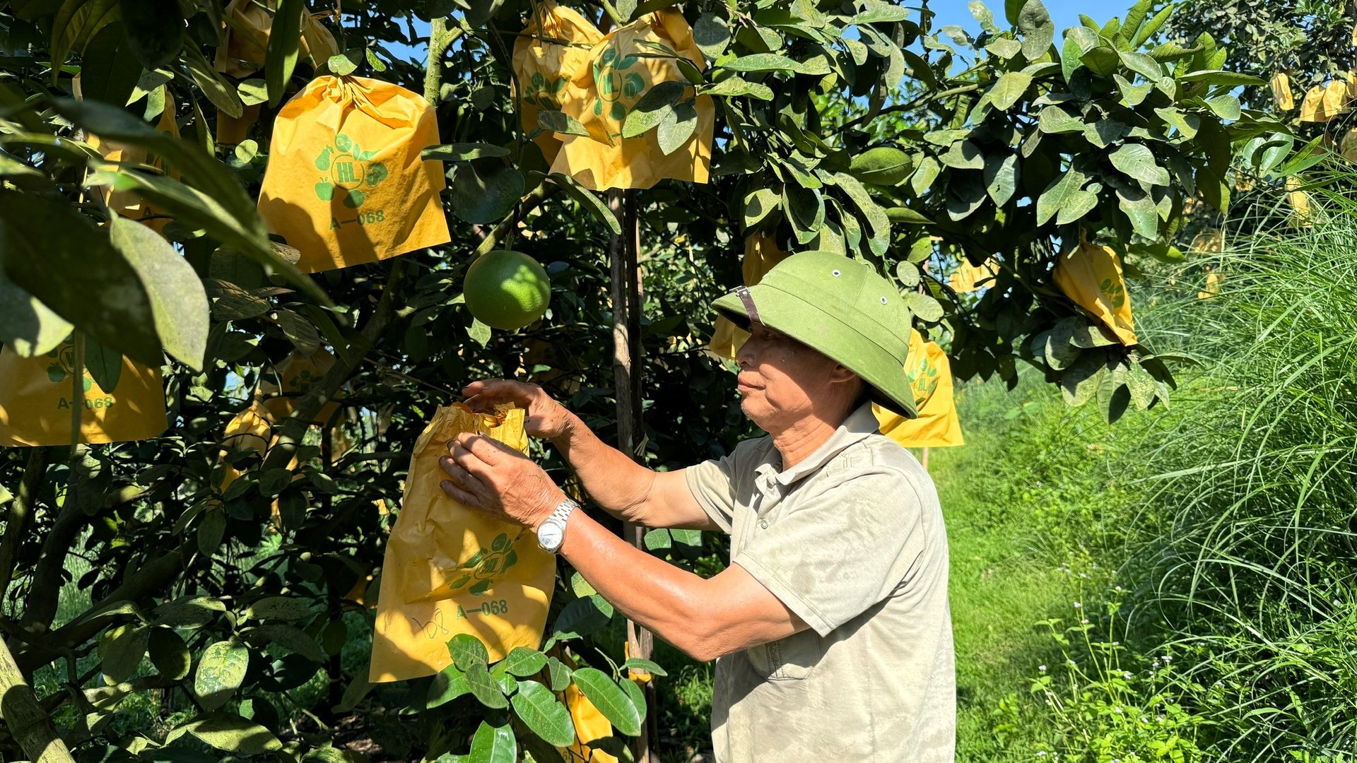 Nhà vườn bao quả bưởi và định kì 10 - 15 ngày kiểm tra quả để có biện pháp xử lý. Ảnh: Ánh Nguyệt. Nhà vườn bao quả bưởi và định kì 10 - 15 ngày kiểm tra quả để có biện pháp xử lý. Ảnh: Ánh Nguyệt.