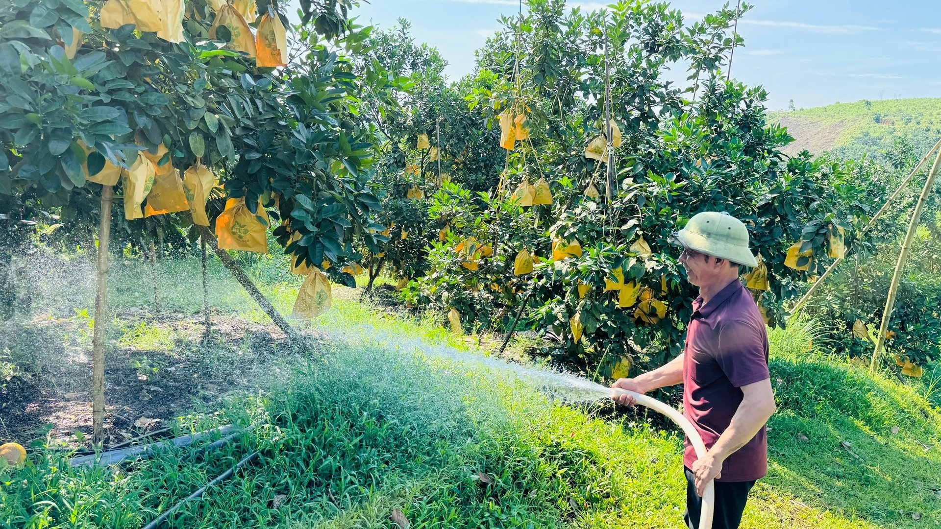 Nông dân tăng cường tưới để đảm bảo đủ nước cho cây ăn quả có múi phát triển tốt trong giai đoạn quan trọng này. Ảnh: Ánh Nguyệt. Nông dân tăng cường tưới để đảm bảo đủ nước cho cây ăn quả có múi phát triển tốt trong giai đoạn quan trọng này. Ảnh: Ánh Nguyệt.