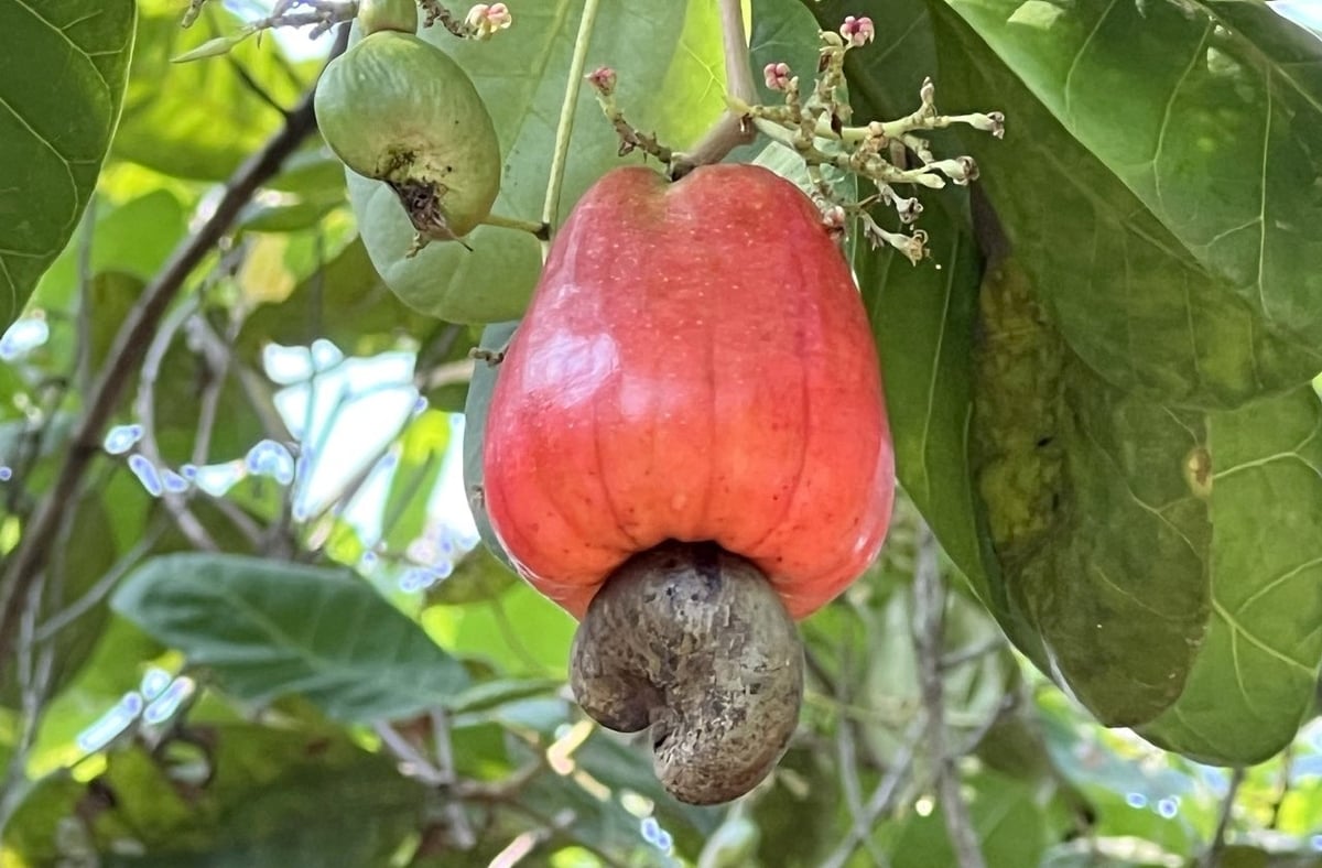 Cashew plantation in Binh Phuoc. Photo: Son Trang.