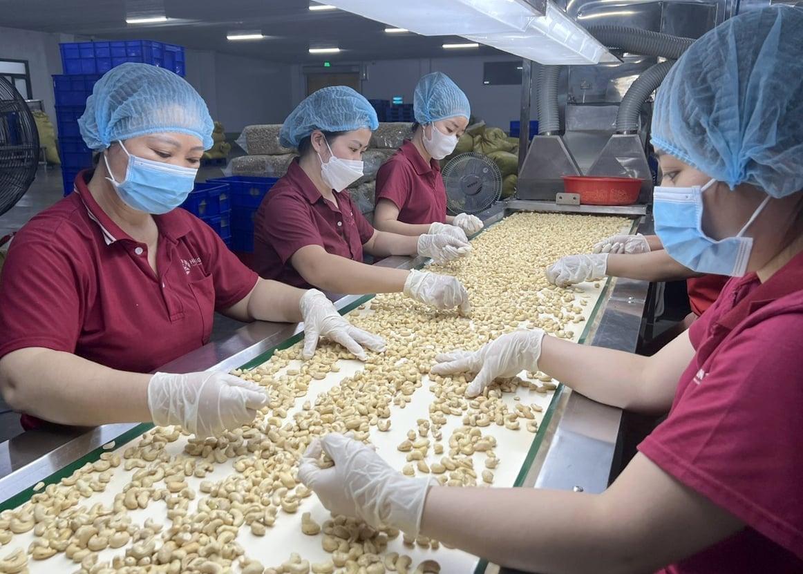 Employees of Hoang Son 1 Joint Stock Company's cashew processing facility. Photo: Son Trang.