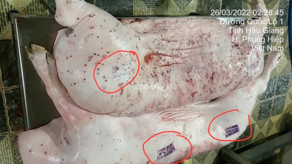 Điều bất thường, heo không đảm bảo lại được đóng dấu đã kiểm soát giết mổ của thú y. Ảnh: Chụp từ màn hình nội dung phản ánh của người dân Sóc Trăng. Điều bất thường, heo không đảm bảo lại được đóng dấu đã kiểm soát giết mổ của thú y. Ảnh: Chụp từ màn hình nội dung phản ánh của người dân Sóc Trăng.