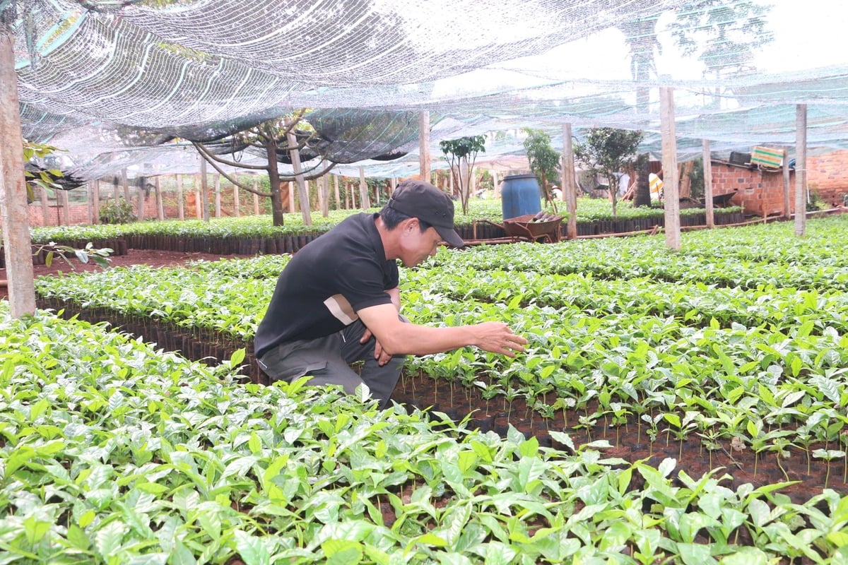 Vườn ươm cây giống Anh Phúc tăng gấp đôi số lượng cây giống cà phê trong năm nay. Ảnh: ĐL. Vườn ươm cây giống Anh Phúc tăng gấp đôi số lượng cây giống cà phê trong năm nay. Ảnh: ĐL.