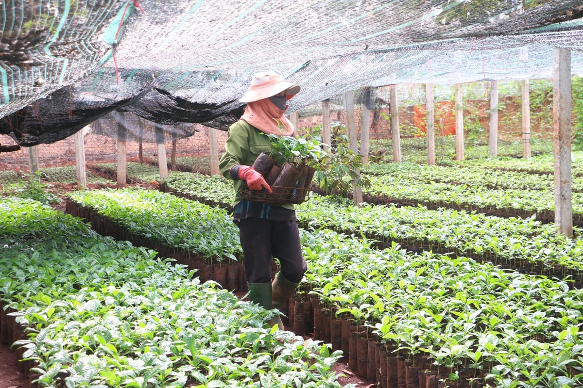 Cây giống cà phê ở các cơ sở gây ươm luôn được ngành chức năng giám sát chặt chẽ. Ảnh: ĐL. Cây giống cà phê ở các cơ sở gây ươm luôn được ngành chức năng giám sát chặt chẽ. Ảnh: ĐL.