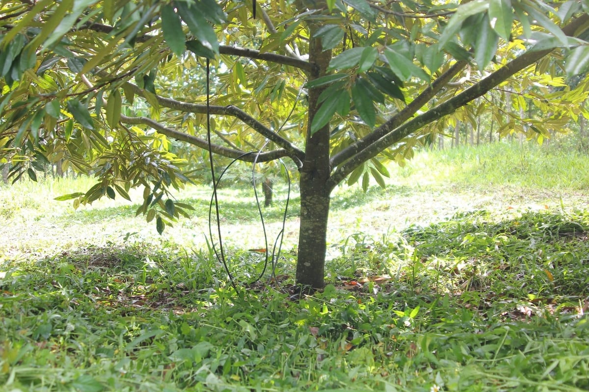 Việc giữ nền cỏ tự nhiên cho vườn sầu riêng không chỉ giúp giữ ẩm cho đất, tiết kiệm nước tưới trong bối cảnh biến đổi khí hậu và hạn hán diễn biến phức tạp mà còn tiết kiệm chi phí thuốc diệt cỏ, bảo vệ hệ sinh vật trong đất. Ảnh: Phương Chi.