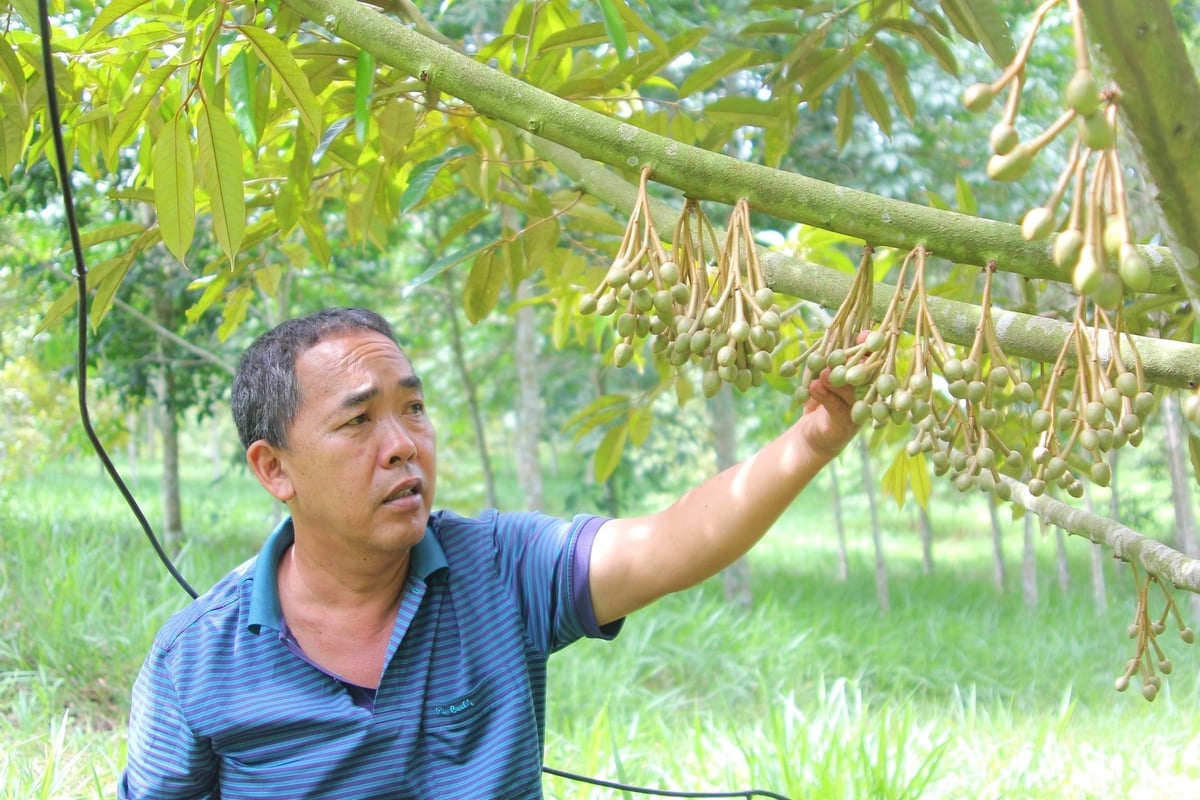 Vườn sầu riêng của ông Trần Kim Tiền chuẩn bị cho những trái ngọt đầu tiên sau bao năm chăm sóc tỉ mỉ, kiên trì theo hướng hữu cơ. Ảnh: Phương Chi.