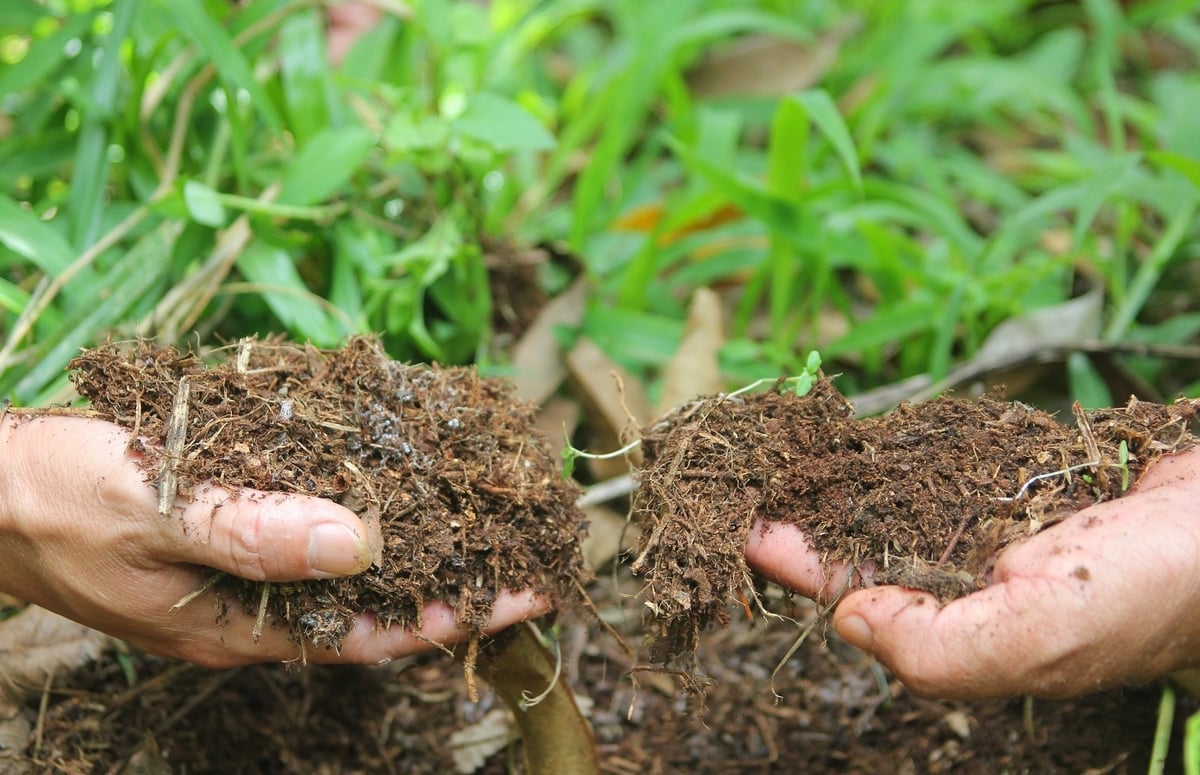 Canh tác theo hướng hữu cơ giúp đất trong vườn sầu riêng của ông Trần Kim Tiền trở nên tơi xốp, hệ vi sinh vật có lợi trong đất phát triển mạnh. Ảnh: Phương Chi.
