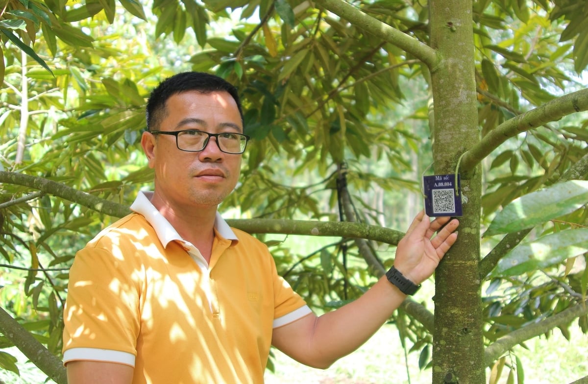 Mỗi cây sầu riêng tại vườn của ông Trần Kim Tiền đều được gắn mã truy xuất nguồn gốc. Ảnh: Phương Chi.