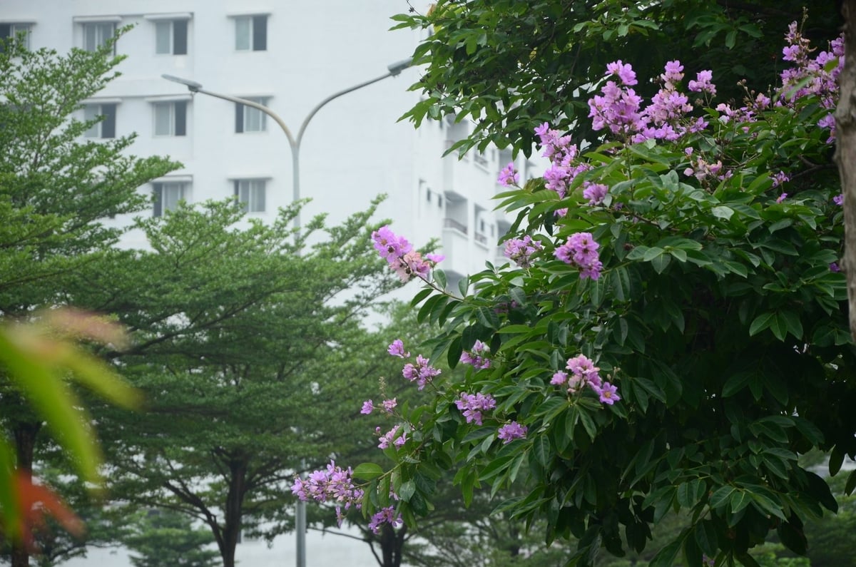 Đến giữa tháng 6 là bằng lăng nhạt màu và bắt đầu tàn. 