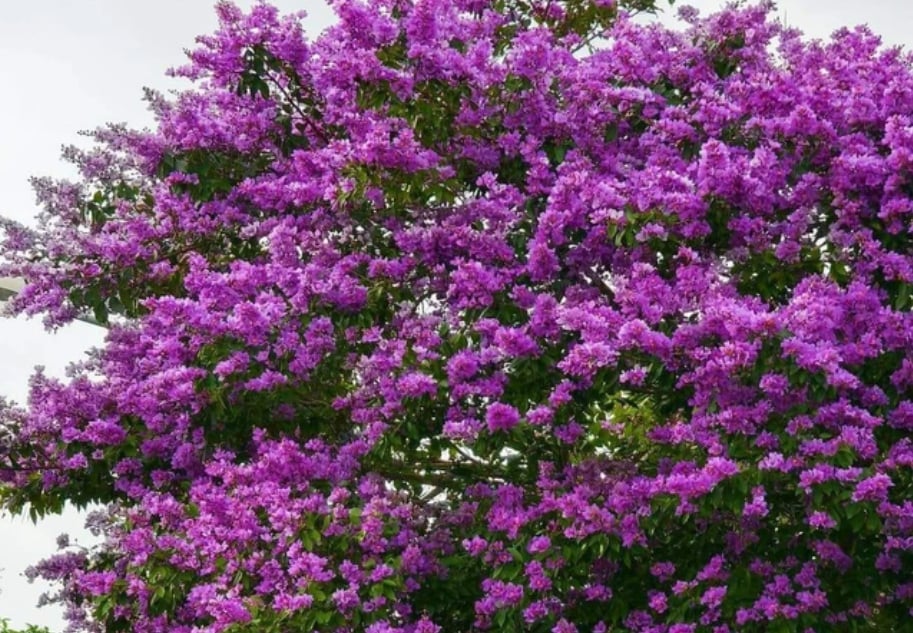 Hoa nở rộ, sẫm màu từ tháng 5