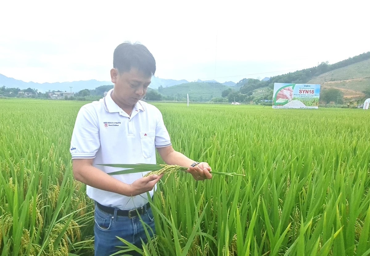 Ông Đỗ Ngọc Bách, Giám đốc kinh doanh ngành hạt giống (Công ty TNHH Syngenta Việt Nam) kiểm tra mô hình sản xuất giống lúa lai Syn18 tại xã Tân Long, huyện Yên Sơn, tỉnh Tuyên Quang. Ảnh: Đào Thanh. Ông Đỗ Ngọc Bách, Giám đốc kinh doanh ngành hạt giống (Công ty TNHH Syngenta Việt Nam) kiểm tra mô hình sản xuất giống lúa lai Syn18 tại xã Tân Long, huyện Yên Sơn, tỉnh Tuyên Quang. Ảnh: Đào Thanh.
