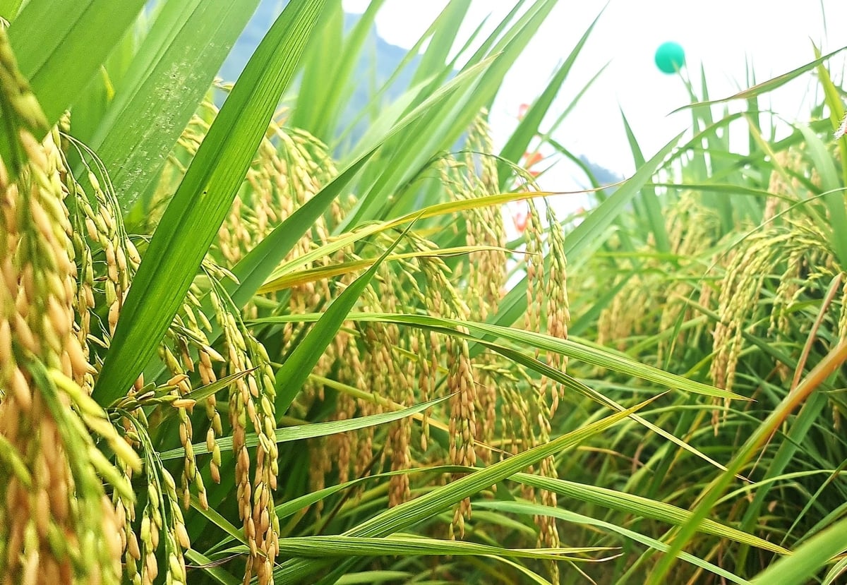 Giống lúa lai Syn18 của Công ty TNHH Syngenta Việt Nam trồng tại xã Tân Long, huyện Yên Sơn cho năng suất cao, chất lượng gạo thơm ngon. Ảnh: Đào Thanh. Giống lúa lai Syn18 của Công ty TNHH Syngenta Việt Nam trồng tại xã Tân Long, huyện Yên Sơn cho năng suất cao, chất lượng gạo thơm ngon. Ảnh: Đào Thanh.