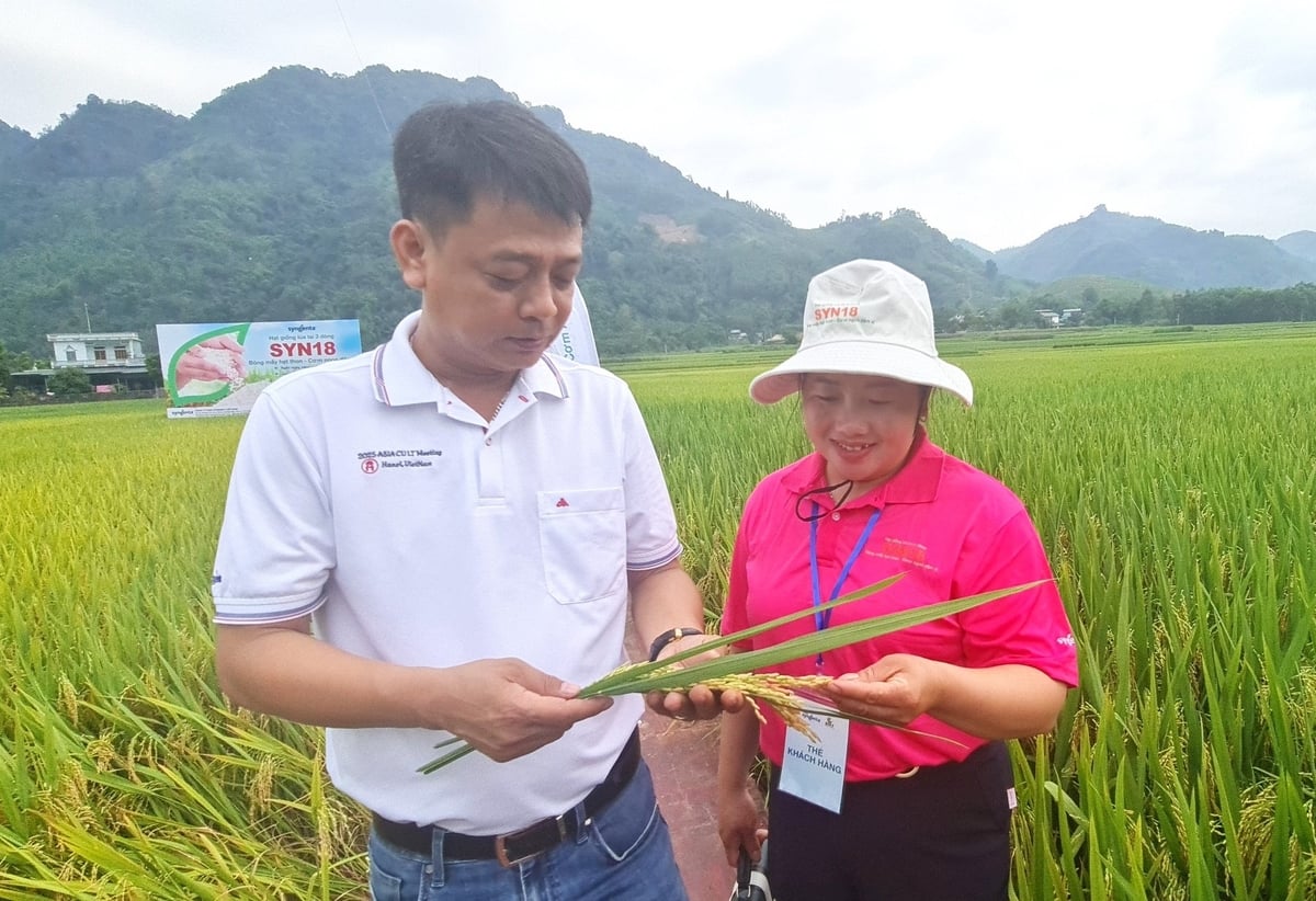 Với những đặc tính vượt trội, giống lúa lai Syn18 hứa hẹn sẽ tỏa sáng trên các xứ đồng ở Tuyên Quang và cả nước. Ảnh: Đào Thanh. Với những đặc tính vượt trội, giống lúa lai Syn18 hứa hẹn sẽ tỏa sáng trên các xứ đồng ở Tuyên Quang và cả nước. Ảnh: Đào Thanh.