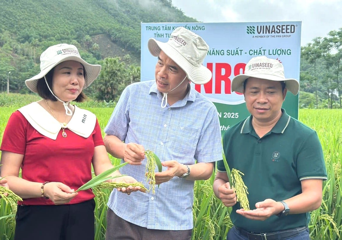 Các đại biểu tham quan và trao đổi về năng suất, chất lượng gạo của 2 giống lúa thuần Dự Hương 8 và VNR88. Ảnh: Lê Tuấn.