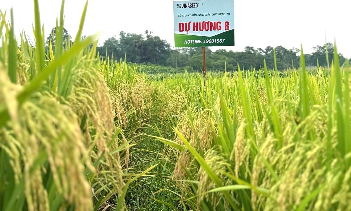 Giống lúa Dự Hương 8 khá phù hợp với đồng đất Tuyên Quang và có khả năng nhân rộng. Ảnh: Lê Tuấn.