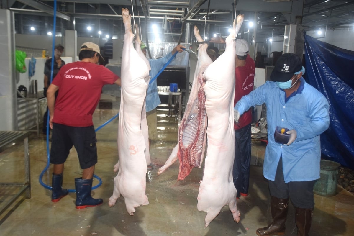 Trung tâm Dịch vụ nông nghiệp thị xã An Nhơn (Bình Định) hợp đồng thêm người có chuyên môn thú y làm công tác kiểm soát giết mổ tại cơ sở giết mổ động vật tập trung. Ảnh: V.Đ.T. Trung tâm Dịch vụ nông nghiệp thị xã An Nhơn (Bình Định) hợp đồng thêm người có chuyên môn thú y làm công tác kiểm soát giết mổ tại cơ sở giết mổ động vật tập trung. Ảnh: V.Đ.T.