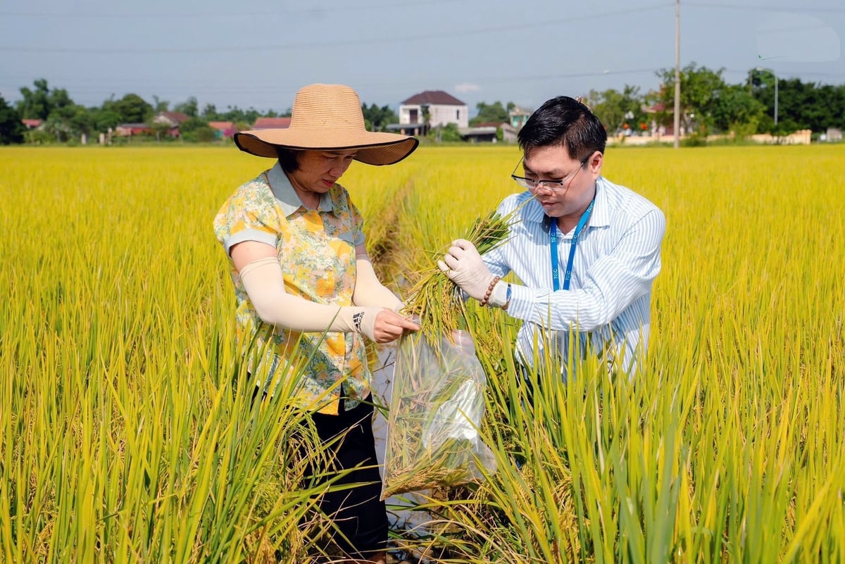 Lúa hữu cơ giờ đây đã là niềm tự hào của người dân Quảng Trị. Ảnh: Võ Dũng. Lúa hữu cơ giờ đây đã là niềm tự hào của người dân Quảng Trị. Ảnh: Võ Dũng.