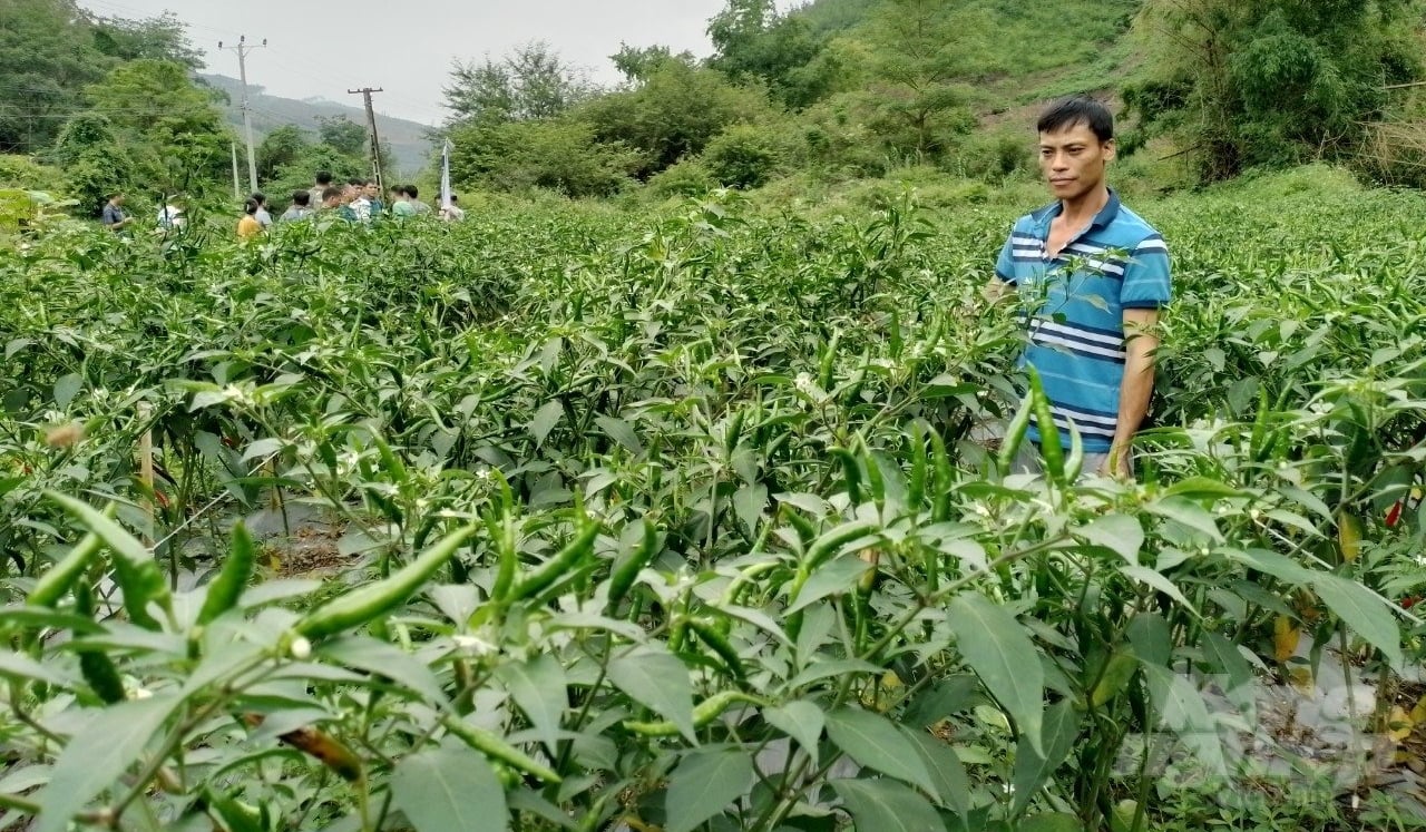 Nhiều nhà nông trên địa bàn đến thăm, học hỏi mô hình trồng ớt. Ảnh: Hải Tiến. Nhiều nhà nông trên địa bàn đến thăm, học hỏi mô hình trồng ớt. Ảnh: Hải Tiến.