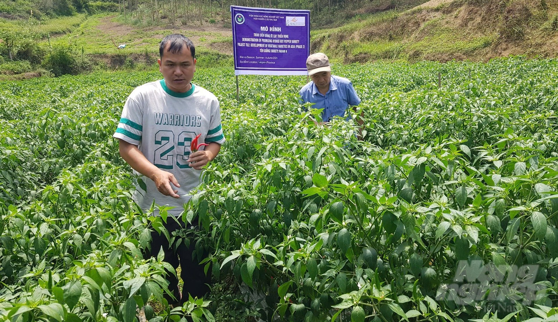 Kiểm tra thực tế khả năng cho quả của giống ớt cay Hafam 8. Ảnh: Hải Tiến. Kiểm tra thực tế khả năng cho quả của giống ớt cay Hafam 8. Ảnh: Hải Tiến.