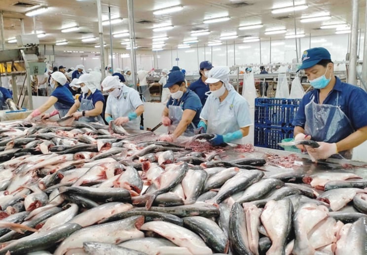 Thống kê tại Việt Nam cho thấy khối lượng phụ phẩm cá thải ra hàng năm lên đến hàng trăm ngàn tấn, nhưng mới chỉ dưới 5% được tận dụng để chế biến sâu. Ảnh minh họa. Thống kê tại Việt Nam cho thấy khối lượng phụ phẩm cá thải ra hàng năm lên đến hàng trăm ngàn tấn, nhưng mới chỉ dưới 5% được tận dụng để chế biến sâu. Ảnh minh họa.