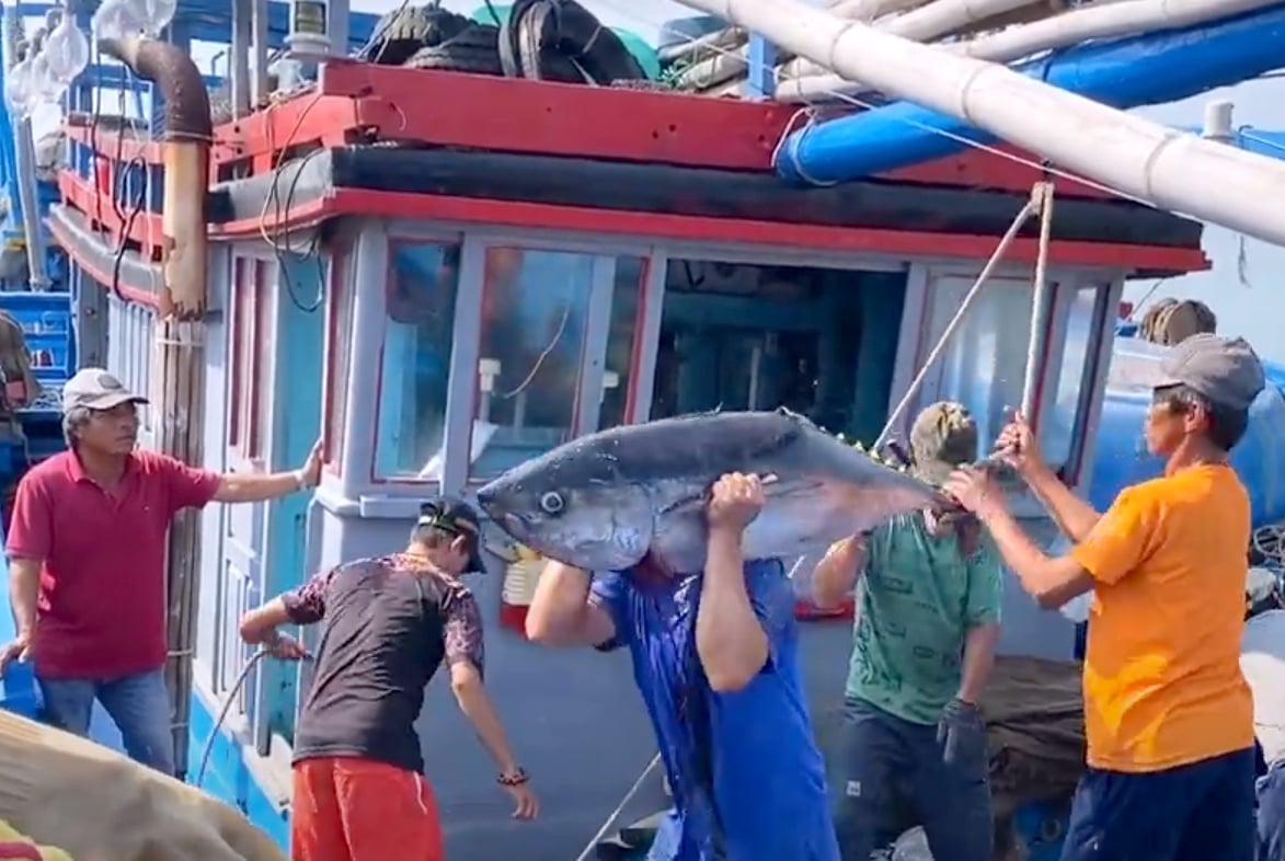 Fishermen unload tuna onshore. Photo: Son Trang.