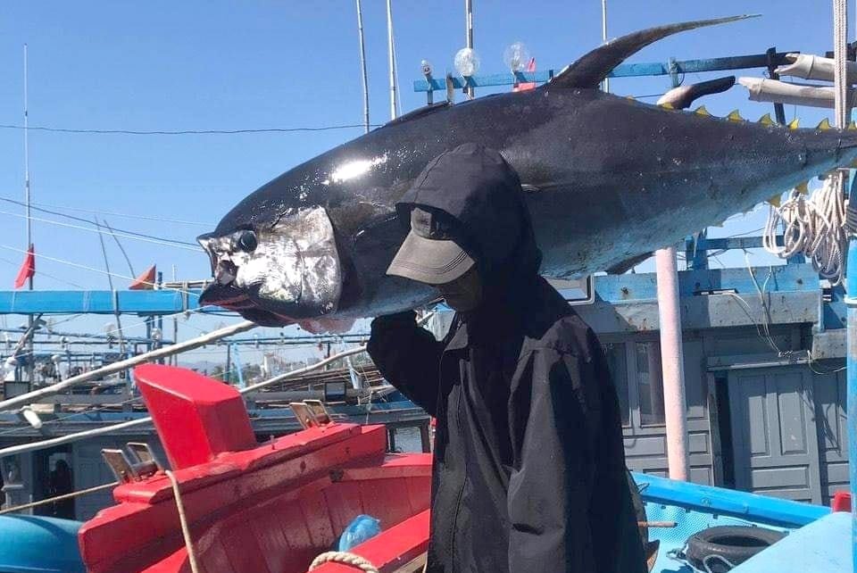 Vietnamese tuna faces major challenges in the U.S. market. Photo: Son Trang.