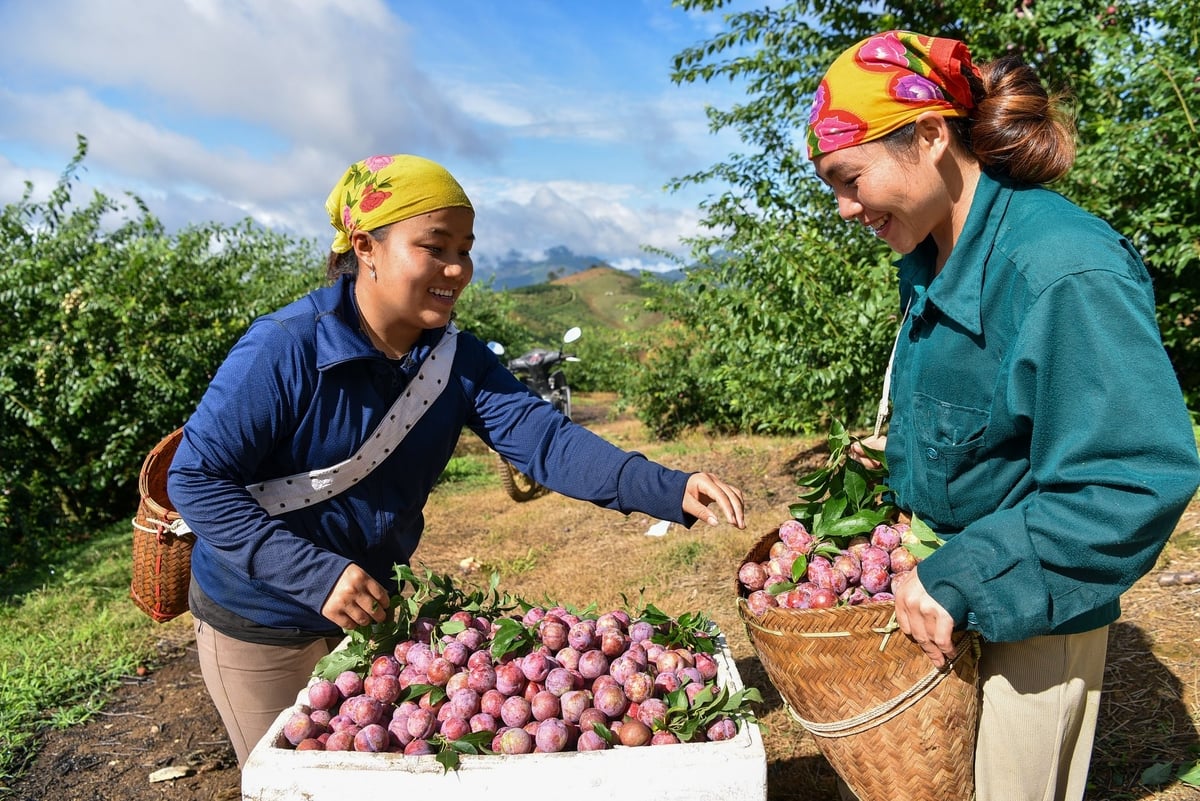 Thu hoạch mận ở Phiêng Khoài. Ảnh: Dương Đình Tường. Thu hoạch mận ở Phiêng Khoài. Ảnh: Dương Đình Tường.