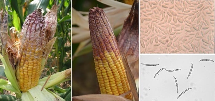 Bệnh héo đầu ngô do nấm Fusarium và tuyến trùng gây thiệt hại cho kinh tế nông nghiệp trên toàn thế giới. Ảnh minh họa. Bệnh héo đầu ngô do nấm Fusarium và tuyến trùng gây thiệt hại cho kinh tế nông nghiệp trên toàn thế giới. Ảnh minh họa.
