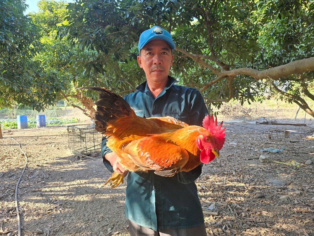 Người dân địa phương đang lo lắng giống gà Liên Minh bị lai tạp. Ảnh: Đinh Mười. Người dân địa phương đang lo lắng giống gà Liên Minh bị lai tạp. Ảnh: Đinh Mười.