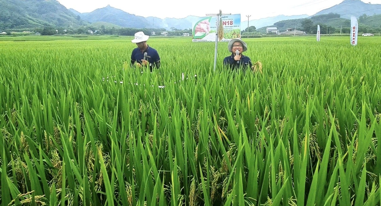 Cánh đồng trồng giống lúa lai Syn18 tại xã Tân Long, huyện Yên Sơn, tỉnh Tuyên Quang. Ảnh: Đào Thanh. Cánh đồng trồng giống lúa lai Syn18 tại xã Tân Long, huyện Yên Sơn, tỉnh Tuyên Quang. Ảnh: Đào Thanh.