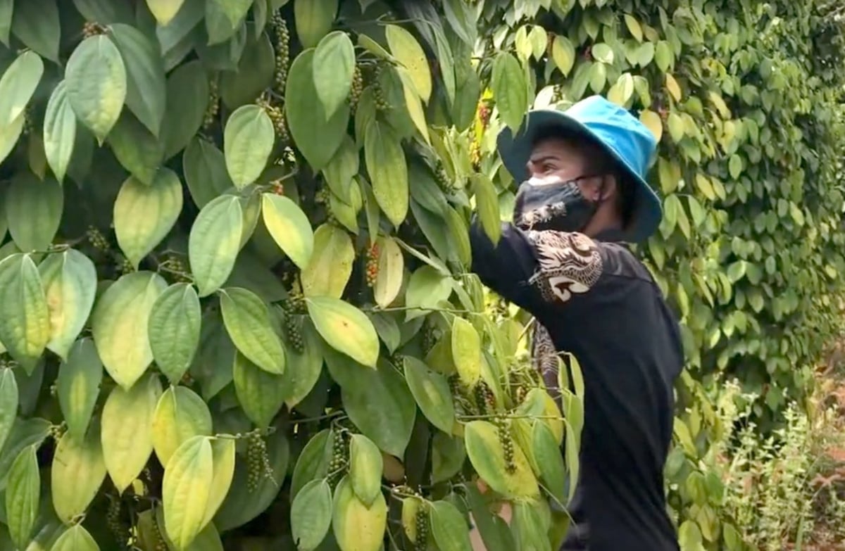 Farmers harvesting pepper in the Central Highlands. Photo: Son Trang.