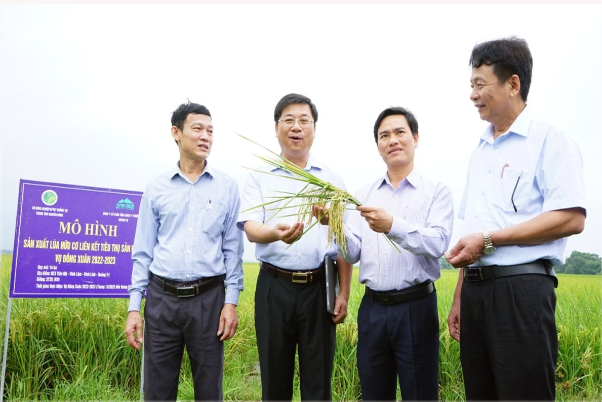 Khoảng 10 năm trước, lúa hữu cơ còn là khái niệm lạ lẫm với người dân Quảng Trị. Ảnh: Võ Dũng. Khoảng 10 năm trước, lúa hữu cơ còn là khái niệm lạ lẫm với người dân Quảng Trị. Ảnh: Võ Dũng.