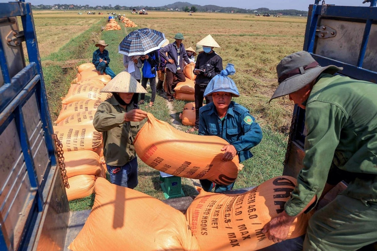 Lúa đông xuân năm nay giảm năng suất, giá bán thấp nhưng người trồng lúa hữu cơ vẫn hưởng niềm vui trọn vẹn. Ảnh: Võ Dũng. Lúa đông xuân năm nay giảm năng suất, giá bán thấp nhưng người trồng lúa hữu cơ vẫn hưởng niềm vui trọn vẹn. Ảnh: Võ Dũng.