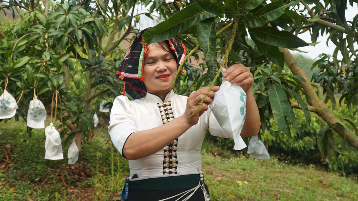 Ngày hội bao trái xoài ở Yên Châu. Ảnh: Đức Bình. Ngày hội bao trái xoài ở Yên Châu. Ảnh: Đức Bình.