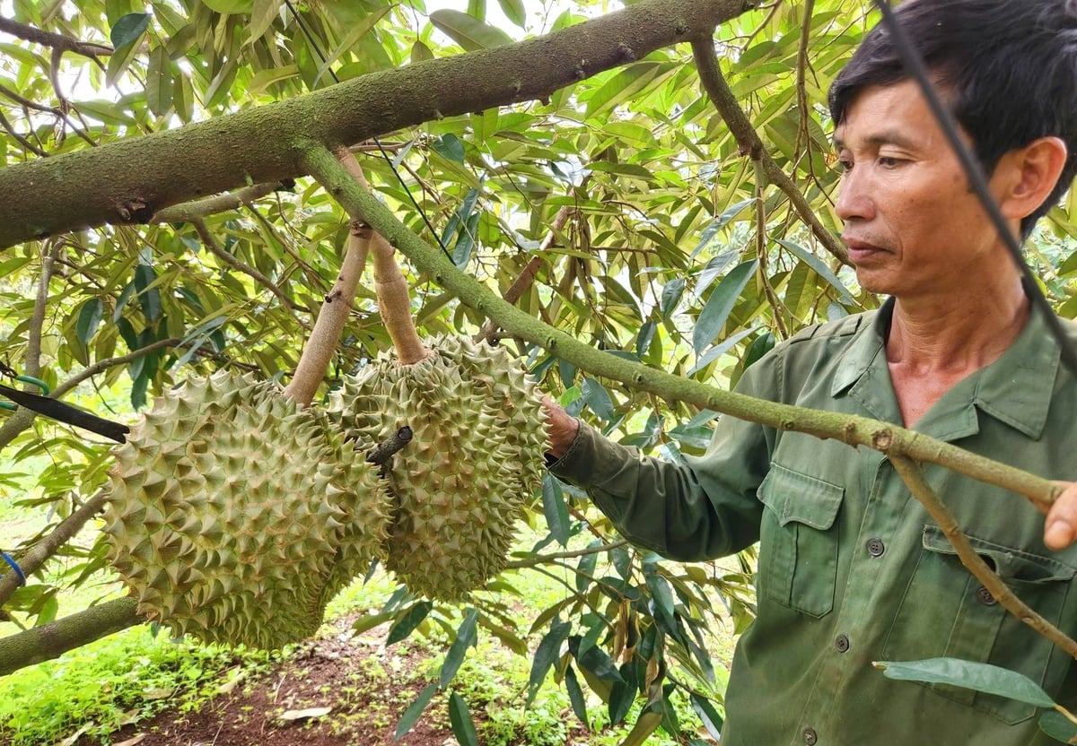 Sầu riêng đang trở thành ngành hàng có giá trị xuất khẩu cao. Ảnh: Tuấn Anh. Sầu riêng đang trở thành ngành hàng có giá trị xuất khẩu cao. Ảnh: Tuấn Anh.