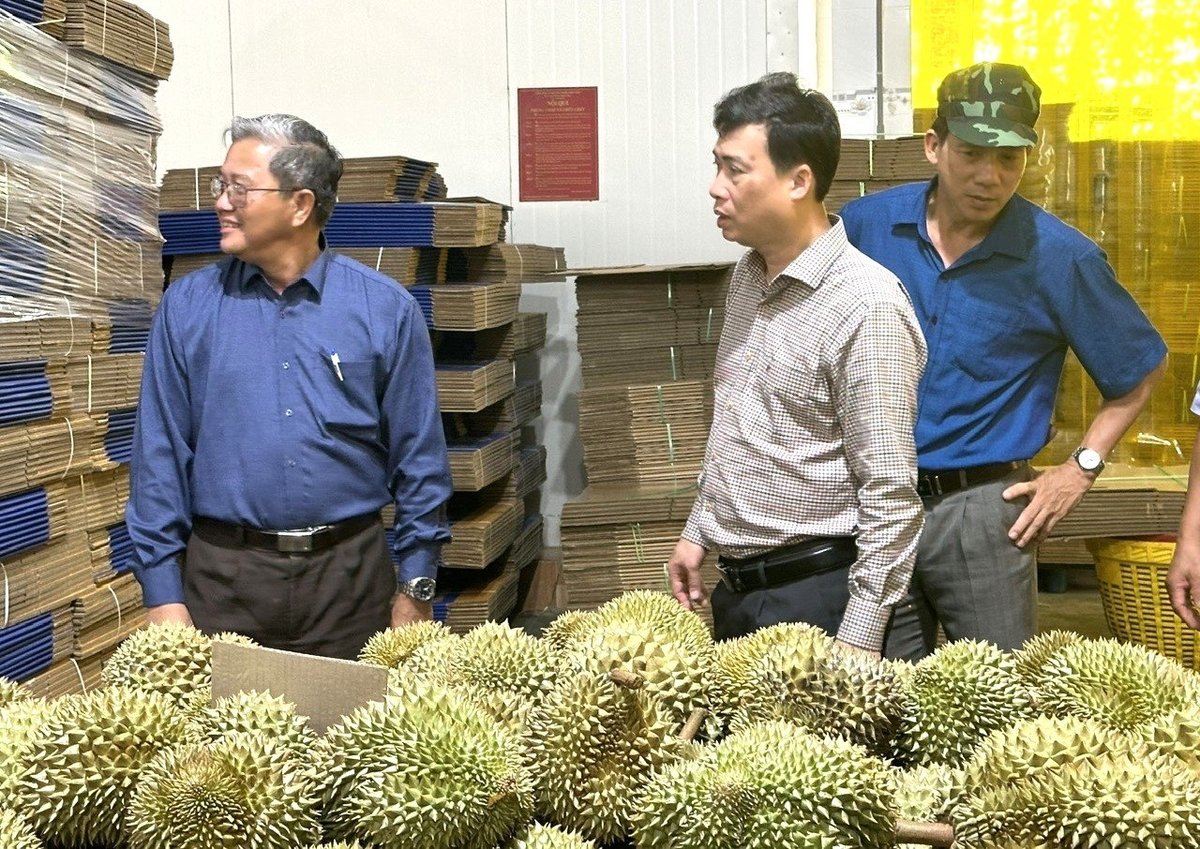 Tuân thủ quy trình sản xuất, phát triển sâu riêng bền vững là đích đến của người dân, HTX, doanh nghiệp trên địa bàn các tỉnh Tây Nguyên. Ảnh: Tuấn Anh. Tuân thủ quy trình sản xuất, phát triển sâu riêng bền vững là đích đến của người dân, HTX, doanh nghiệp trên địa bàn các tỉnh Tây Nguyên. Ảnh: Tuấn Anh.