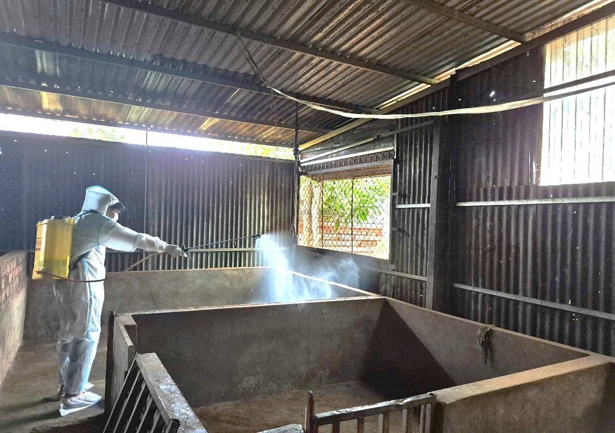 Lực lượng chức năng đã kịp thời khống chế ổ dịch tả lợn Châu Phi tại phường Tây Sơn, TP. Pleiku. Ảnh: Tuấn Anh. Lực lượng chức năng đã kịp thời khống chế ổ dịch tả lợn Châu Phi tại phường Tây Sơn, TP. Pleiku. Ảnh: Tuấn Anh.
