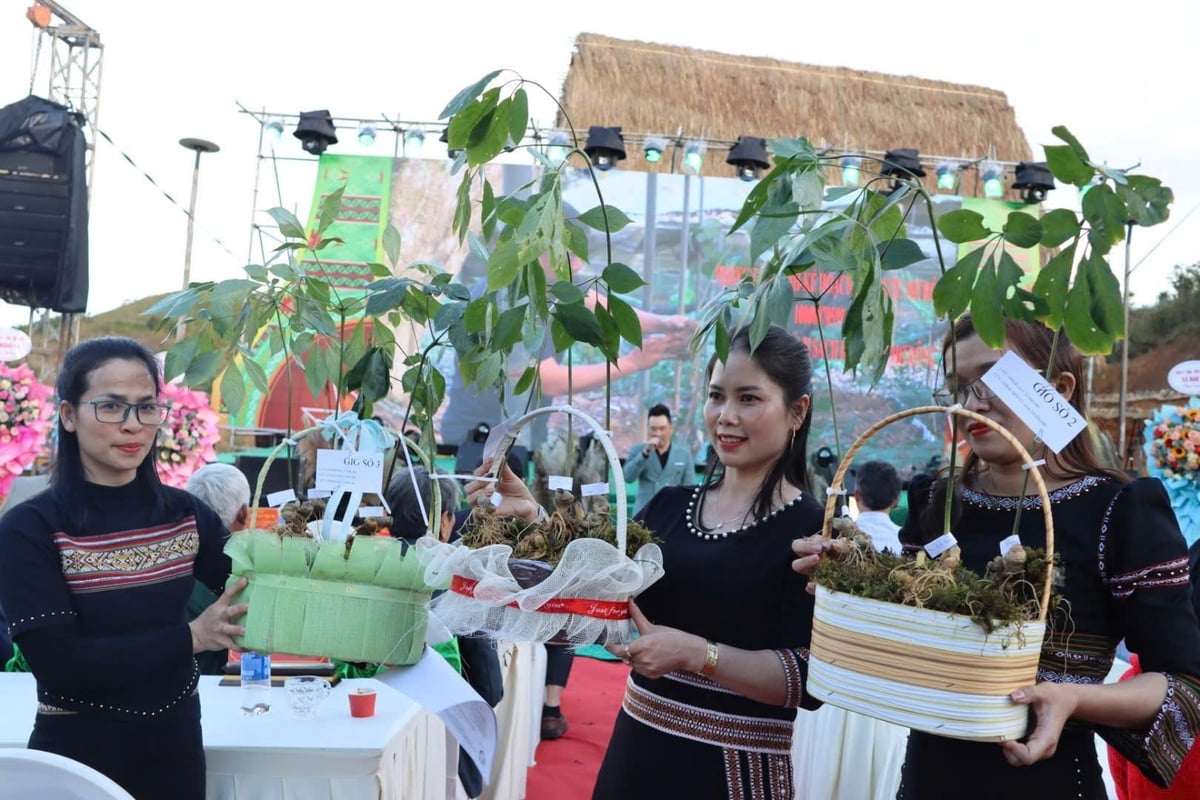 Sâm Ngọc Linh là dược liệu quý, có giá trị kinh tế cao. Ảnh: Tuấn Anh.