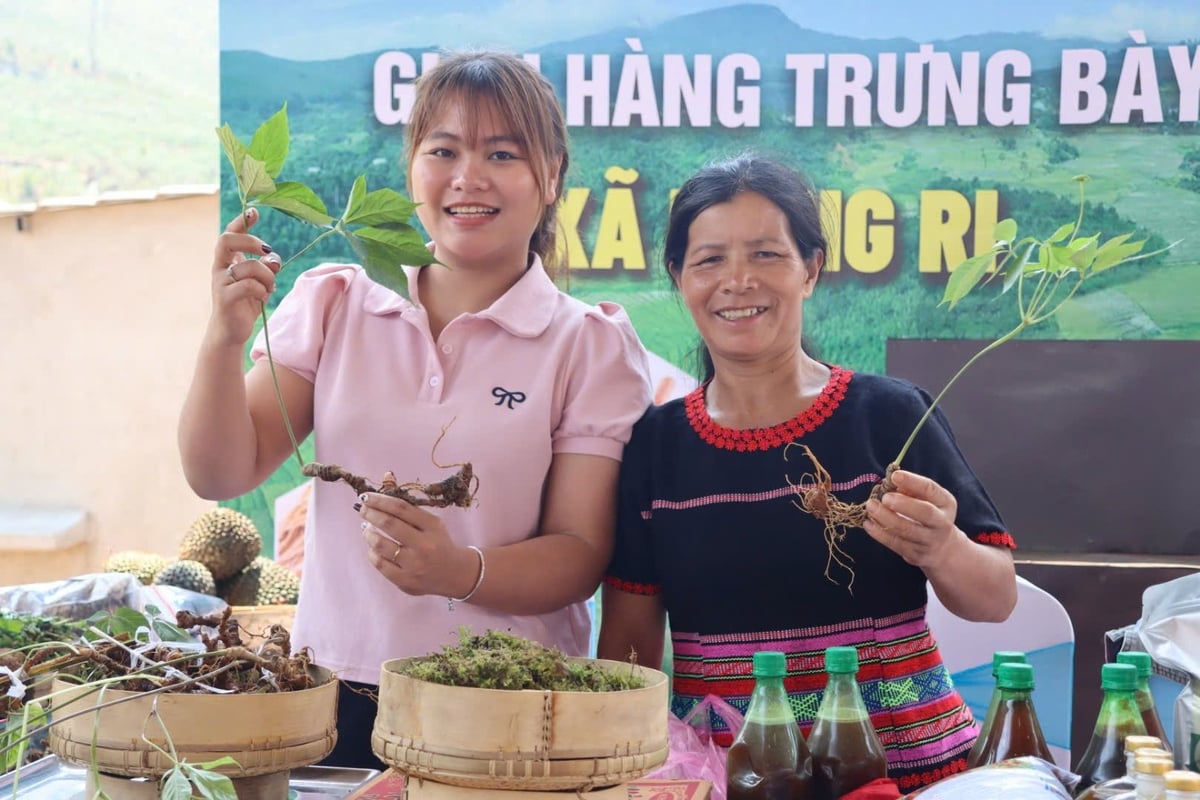 'Tri thức dân gian về sâm Ngọc Linh' được đưa vào danh mục Di sản văn hóa phi vật thể quốc gia. Ảnh: Tuấn Anh.