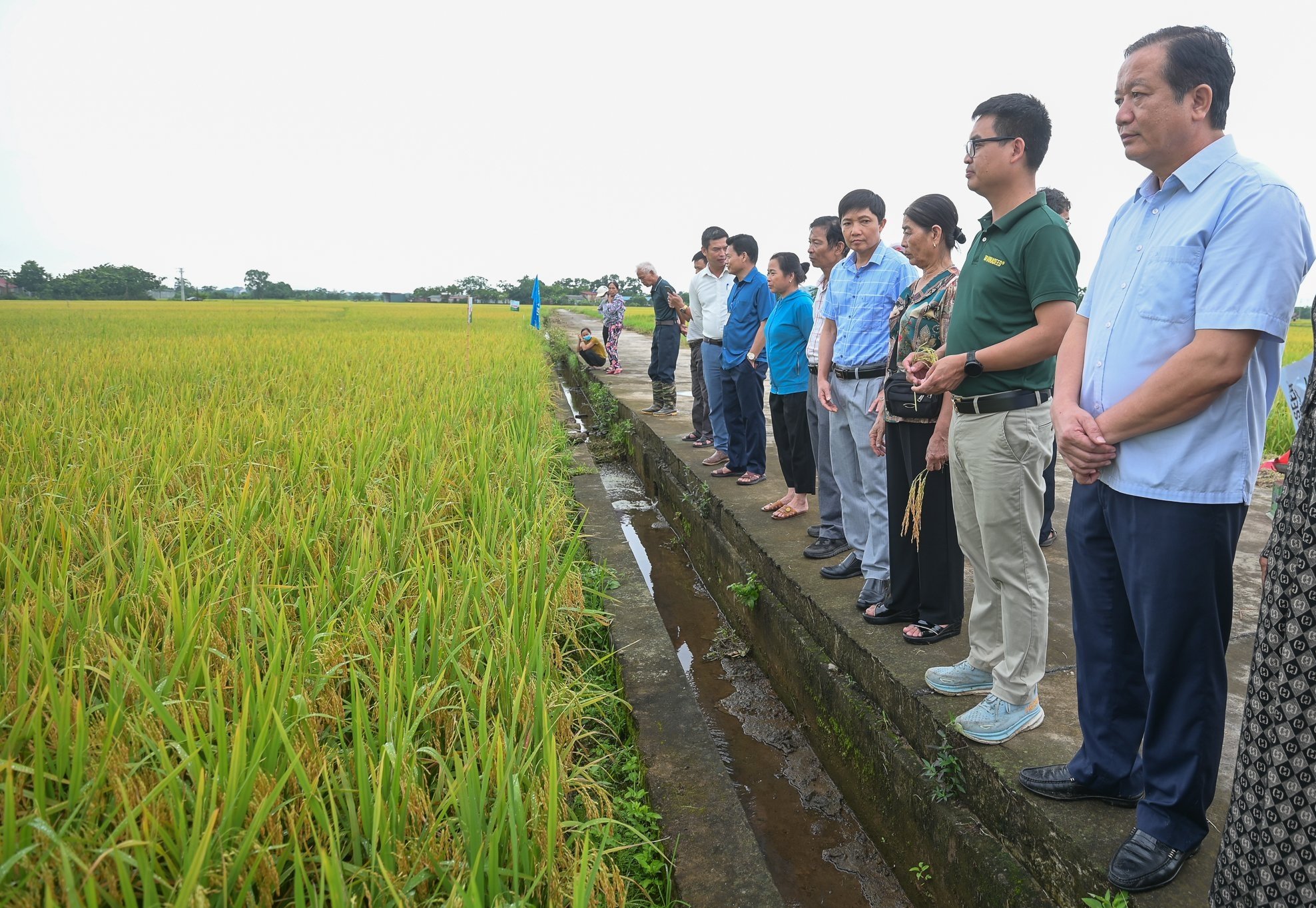 Ông Lê Bá Thành, Phó Giám đốc Sở Nông nghiệp và Môi trường Bắc Giang (bìa phải) cùng đại biểu tham quan ruộng trồng giống lúa Dự Hương 8 của Vinaseed. Ảnh: Tùng Đinh.
