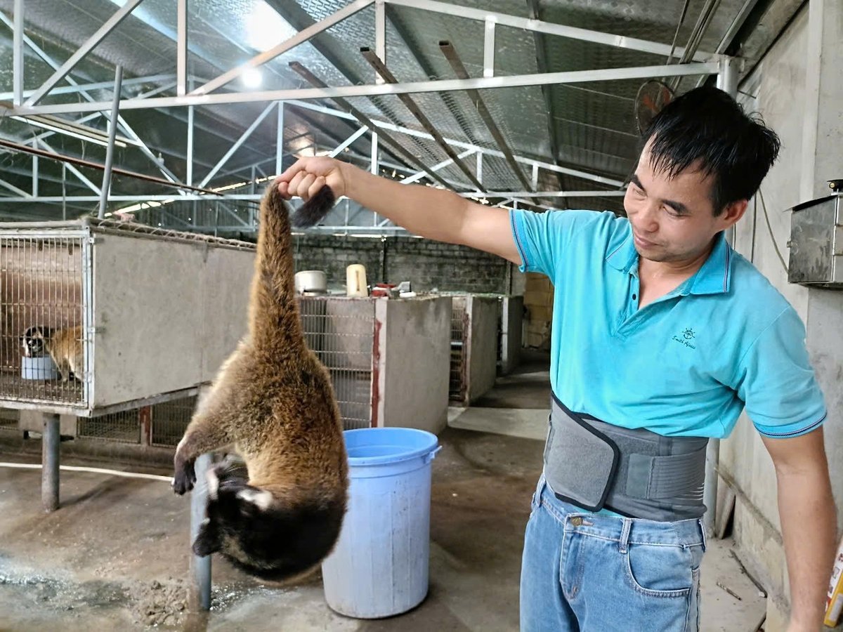 Mỗi năm loài vật này được anh Vân tiêm phòng vacxin 1 lần. Ảnh: Thanh Tiến. Mỗi năm loài vật này được anh Vân tiêm phòng vacxin 1 lần. Ảnh: Thanh Tiến.