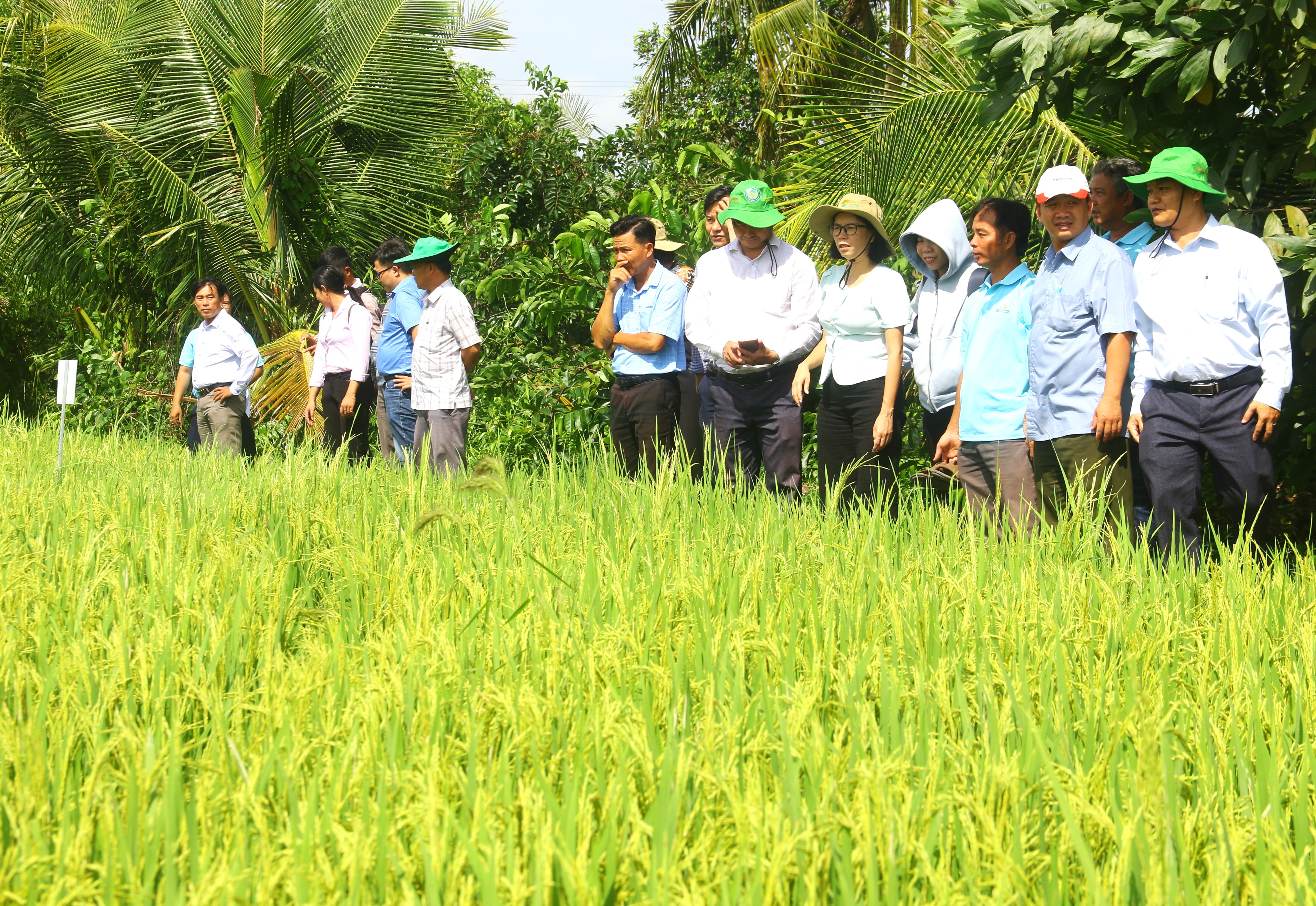Đoàn công tác của Cục Trồng trọt và Bảo vệ thực vật cùng Sở Nông nghiệp và Môi trường tỉnh Hậu Giang tham quan, đánh giá mô hình sản xuất lúa thông minh, có trách nhiệm với môi trường tại HTX Nông nghiệp dược liệu organic Cửu Long. Ảnh: Trung Chánh. Đoàn công tác của Cục Trồng trọt và Bảo vệ thực vật cùng Sở Nông nghiệp và Môi trường tỉnh Hậu Giang tham quan, đánh giá mô hình sản xuất lúa thông minh, có trách nhiệm với môi trường tại HTX Nông nghiệp dược liệu organic Cửu Long. Ảnh: Trung Chánh.