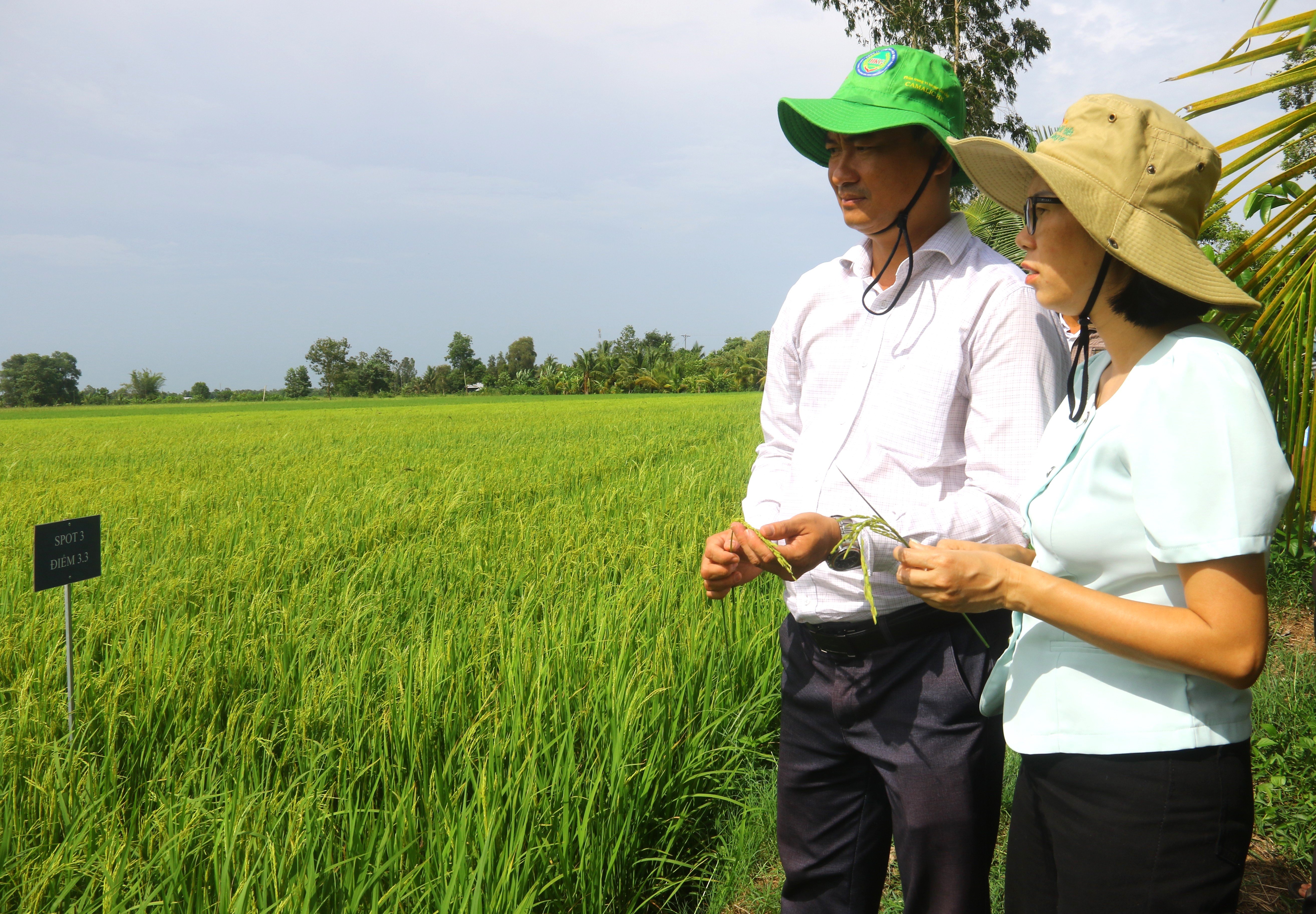 Bà Nguyễn Thị Thu Hương, Phó Cục trưởng Cục Trồng trọt và Bảo vệ thực vật cùng ông Võ Xuân Tân, Phó Giám đốc Sở Nông nghiệp và Môi trường tỉnh Hậu Giang thăm ruộng áp dụng quy trình canh tác thông minh, có trách nhiệm với môi trường. Ảnh: Trung Chánh. Bà Nguyễn Thị Thu Hương, Phó Cục trưởng Cục Trồng trọt và Bảo vệ thực vật cùng ông Võ Xuân Tân, Phó Giám đốc Sở Nông nghiệp và Môi trường tỉnh Hậu Giang thăm ruộng áp dụng quy trình canh tác thông minh, có trách nhiệm với môi trường. Ảnh: Trung Chánh.