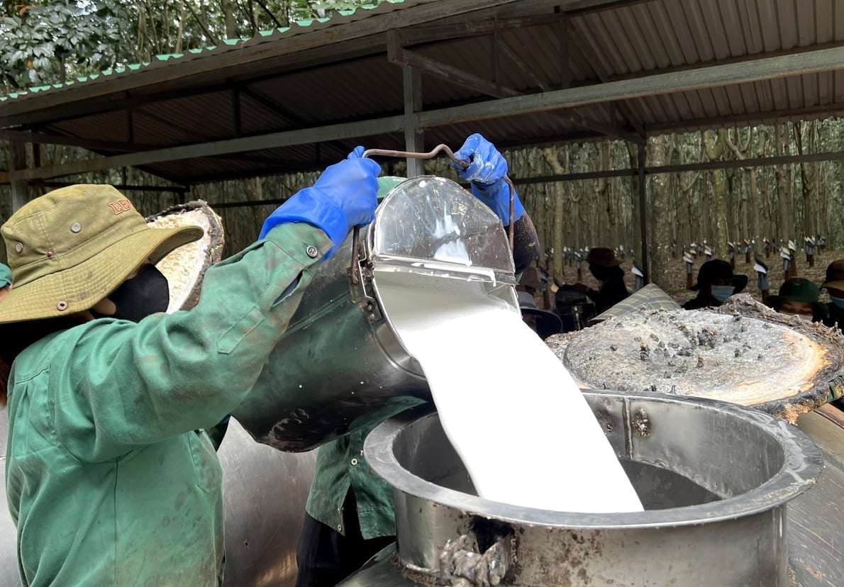 A VRG employee collects rubber latex. Photo: Son Trang.