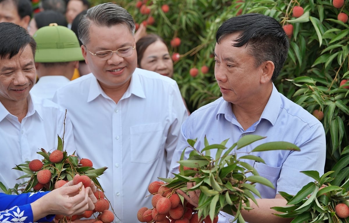Ông Trần Văn Quân (phải) thăm vườn vải thiểu Thanh Hà tại sự kiện mở vườn. Ảnh: Bảo Thắng. Ông Trần Văn Quân (phải) thăm vườn vải thiểu Thanh Hà tại sự kiện mở vườn. Ảnh: Bảo Thắng.
