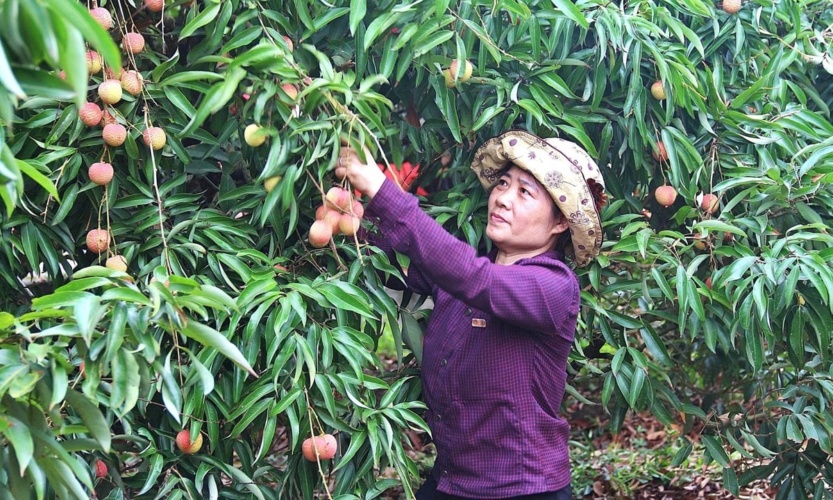 Bà Nguyễn Thị Lụy, thôn Thanh Lanh, xã Thanh Quang, người dân trồng vải thiều lâu năm. Ảnh: Linh Linh. Bà Nguyễn Thị Lụy, thôn Thanh Lanh, xã Thanh Quang, người dân trồng vải thiều lâu năm. Ảnh: Linh Linh.