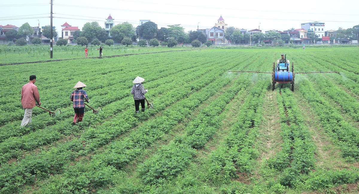Trong nhiệm kỳ 2020 - 2025, các lĩnh vực công tác trọng tâm đã được Cục Kinh tế hợp tác và Phát triển nông thôn tập trung chỉ đạo triển khai hiệu quả. Ảnh: Phạm Hiếu. Trong nhiệm kỳ 2020 - 2025, các lĩnh vực công tác trọng tâm đã được Cục Kinh tế hợp tác và Phát triển nông thôn tập trung chỉ đạo triển khai hiệu quả. Ảnh: Phạm Hiếu.